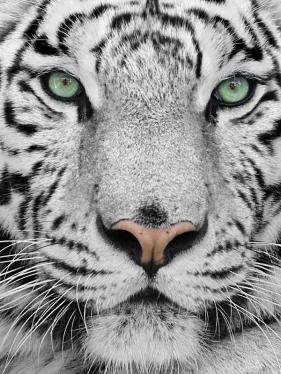 Tigre de bengala, especie en extinción. Imagen obtenida de QUO