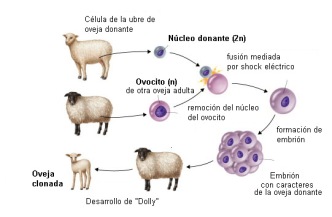 Clonación reproductiva. Imagen obtenida de EXPERIMENTEMOS